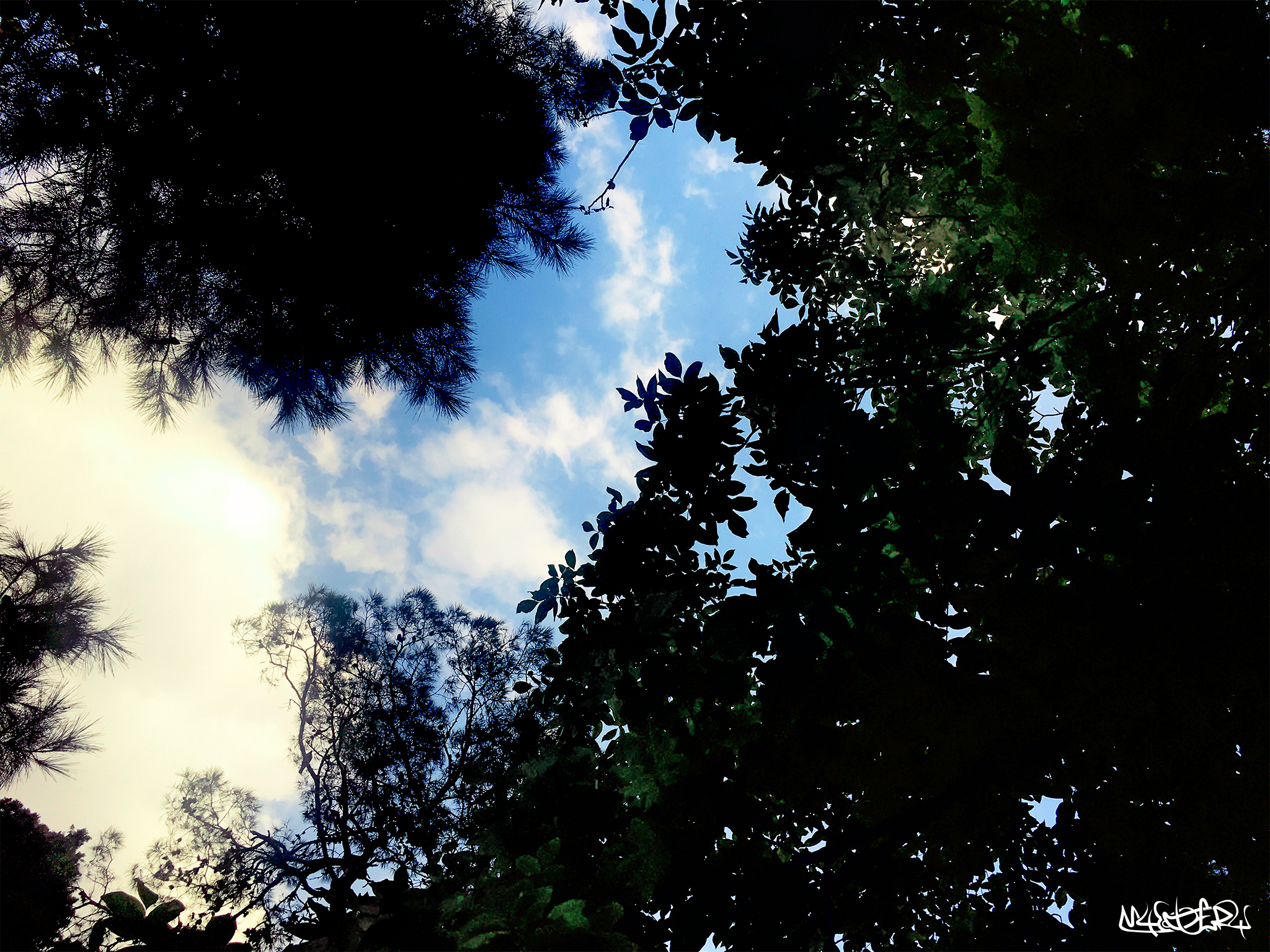 jungleshiraz